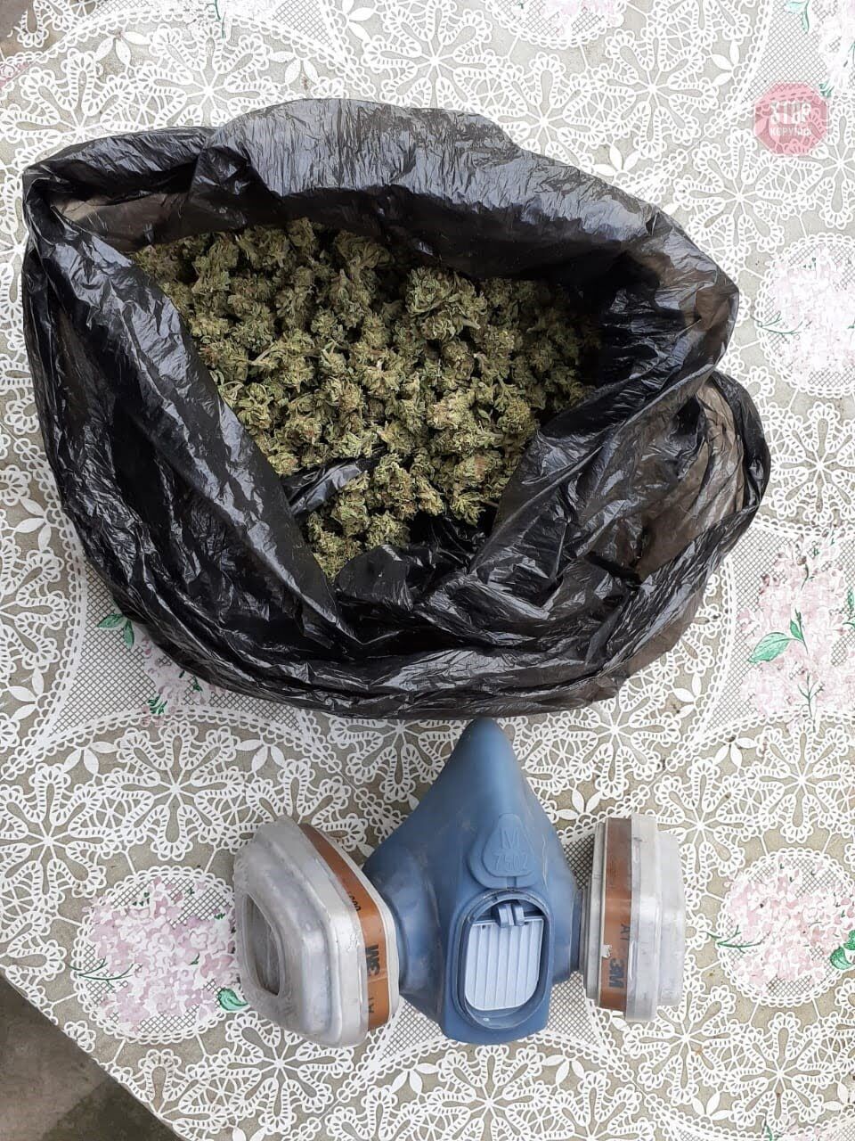 Вирощували та розповсюджували коноплю: на Київщині затримали наркоділків (фото)