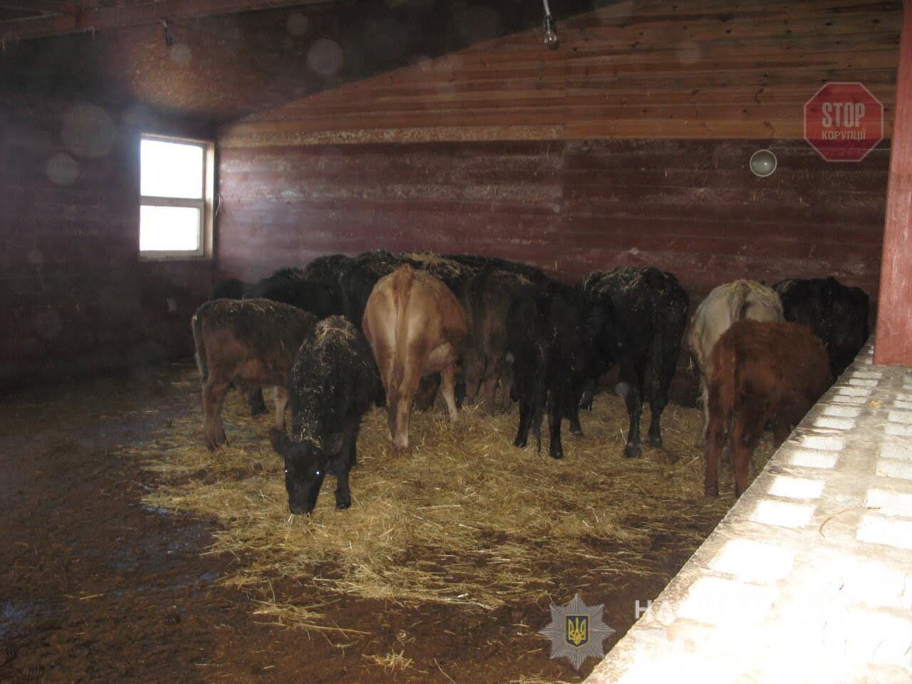 На Київщині підприємець залишив без їжі та нагляду півсотні тварин - йому загрожує 3 роки тюрми