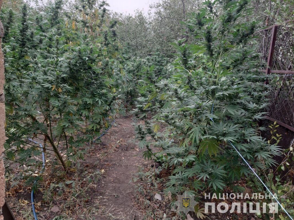 У Волноваському районі поліція ліквідувала наркогосподарство з двометровими коноплями