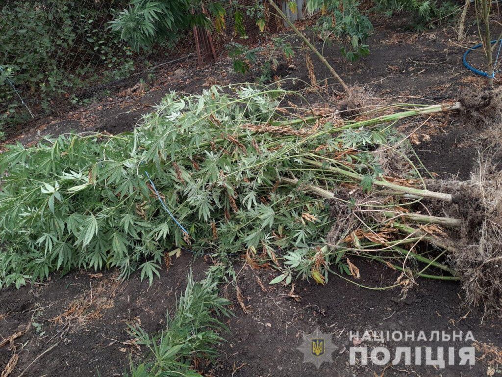 У Волноваському районі поліція ліквідувала наркогосподарство з двометровими коноплями