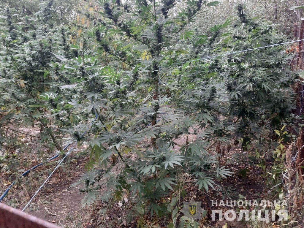 У Волноваському районі поліція ліквідувала наркогосподарство з двометровими коноплями