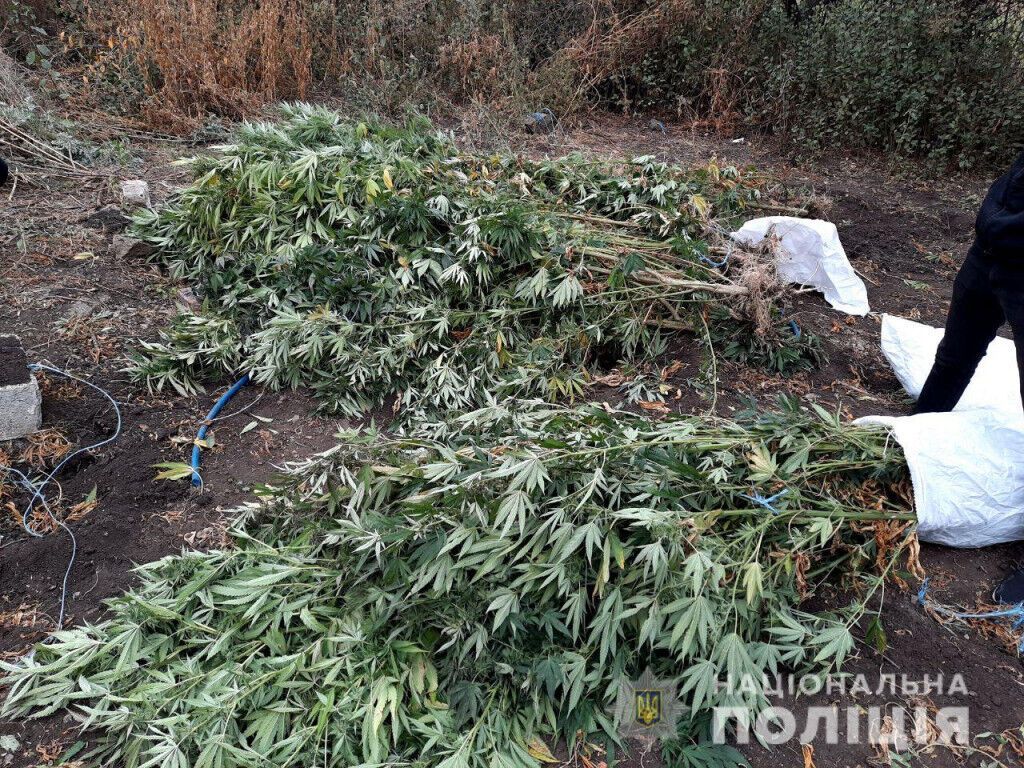 У Волноваському районі поліція ліквідувала наркогосподарство з двометровими коноплями