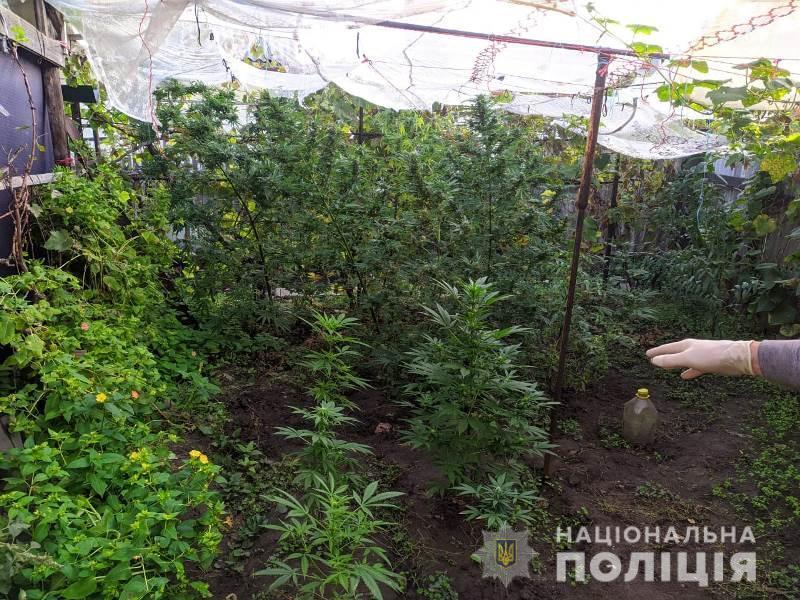 Поліцейські викрили одесита у незаконному вирощуванні конопель