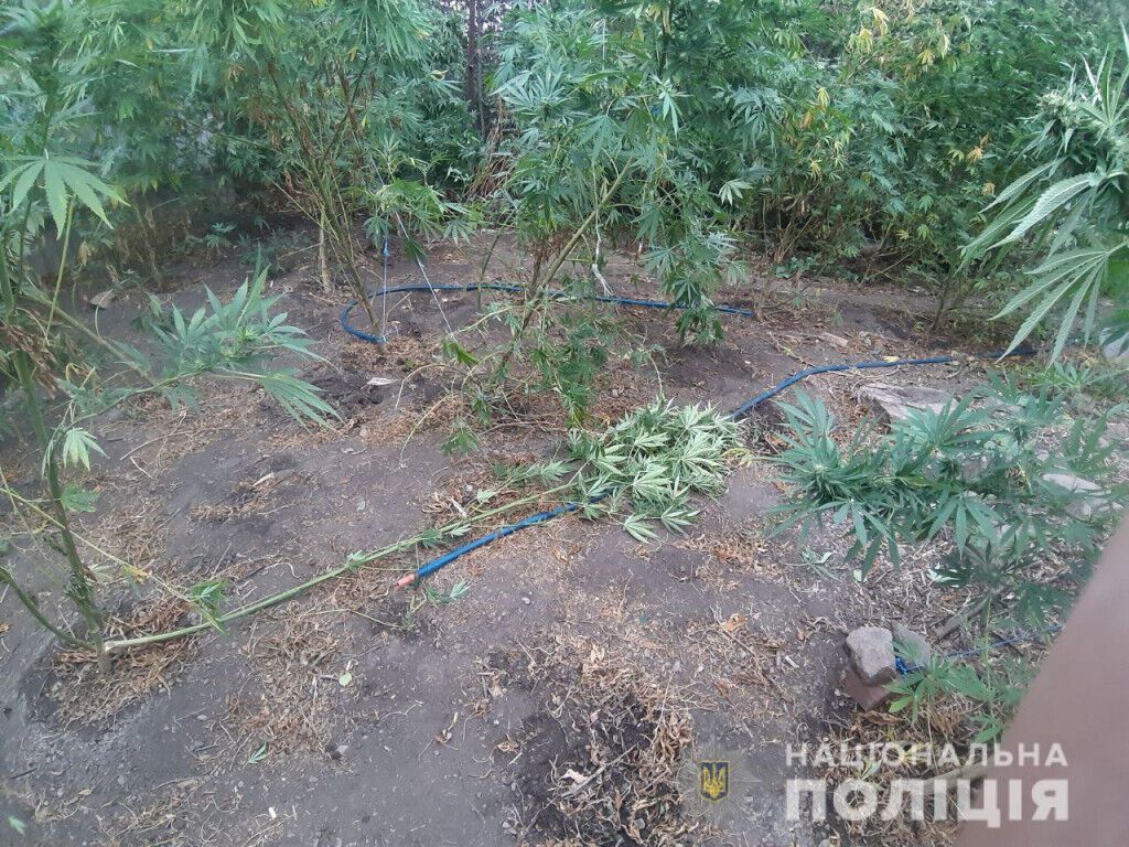 У Волноваському районі поліція ліквідувала наркогосподарство з двометровими коноплями
