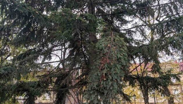     					    				    			        Ялинки / Фото: Олександр Коваль			    						                    			                                			                                			                                			                                			                                			                                			            