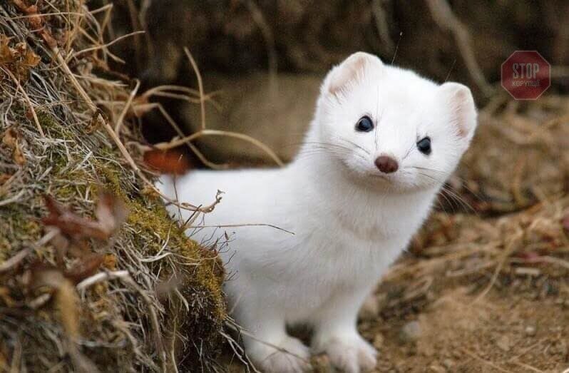  Фото: 7factov.ru