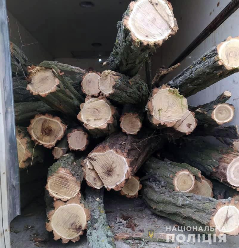 Поліцейські Мангуша викрили мешканців, які займалися незаконною вирубкою дерев