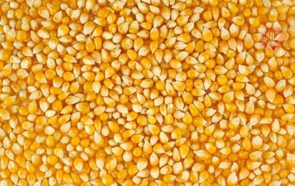  Фото: agro-ukraine