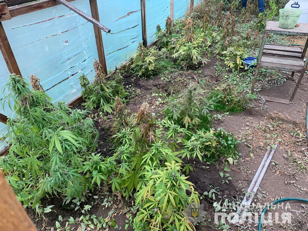 В Одесі поліцейські викрили місцевого чоловіка у незаконному вирощуванні конопель та виготовленні канабісу
