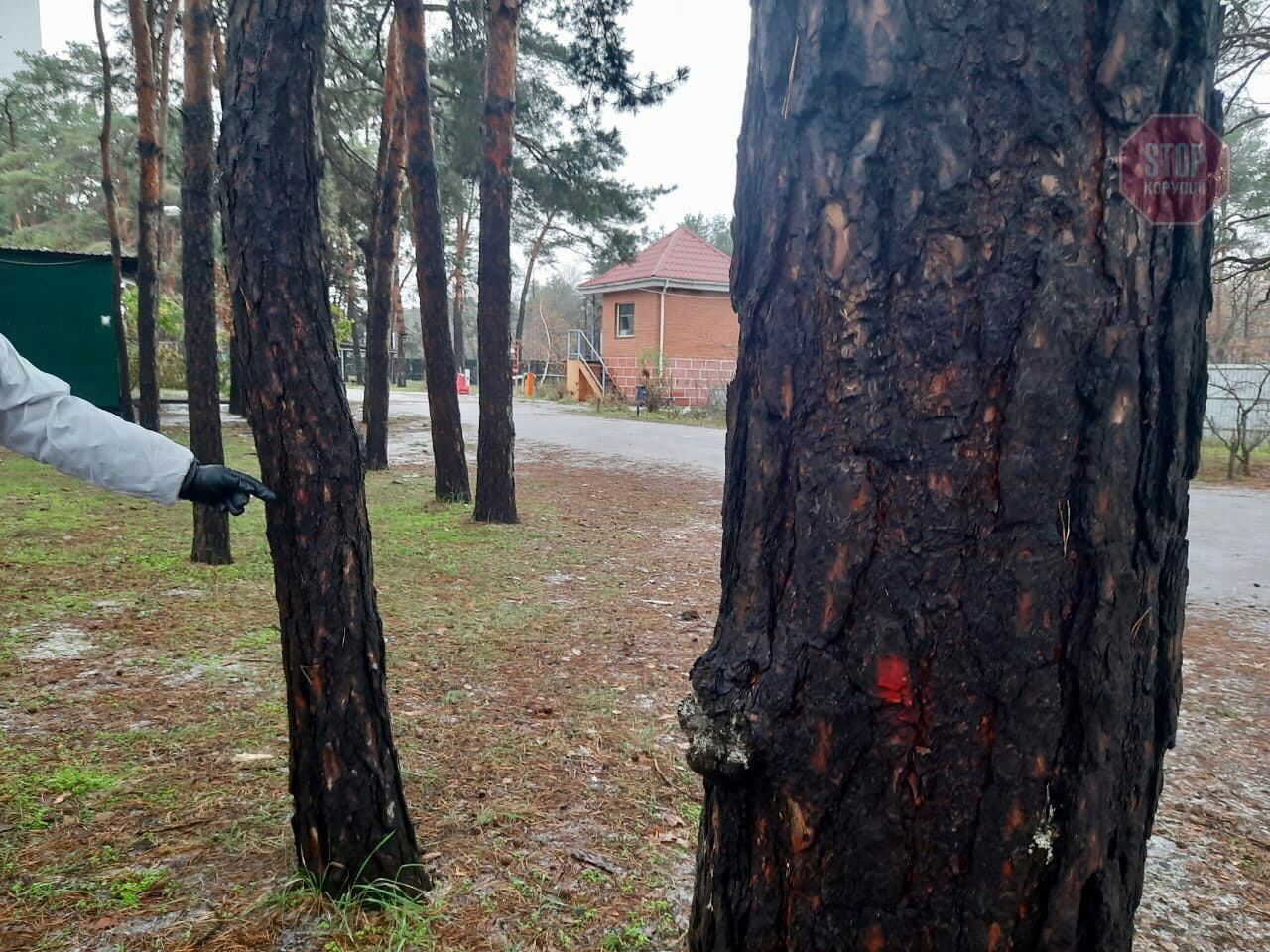  На дерева вже нанесли червоні мітки Фото: СтопКор