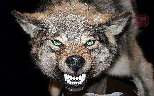  Фото: radiotrek.rv.ua