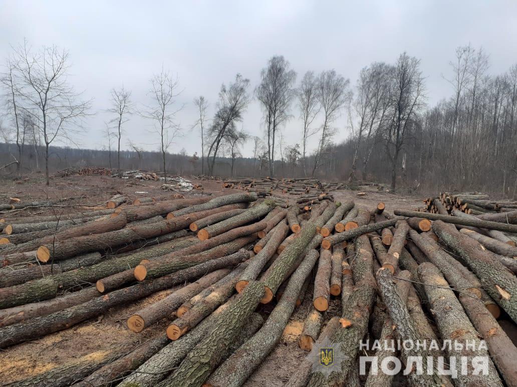 Поліція викрила підприємців, які незаконно вирубали деревину
