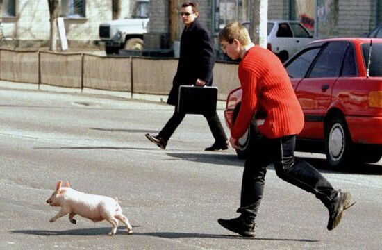 ''Київобленерго'': люди і свині