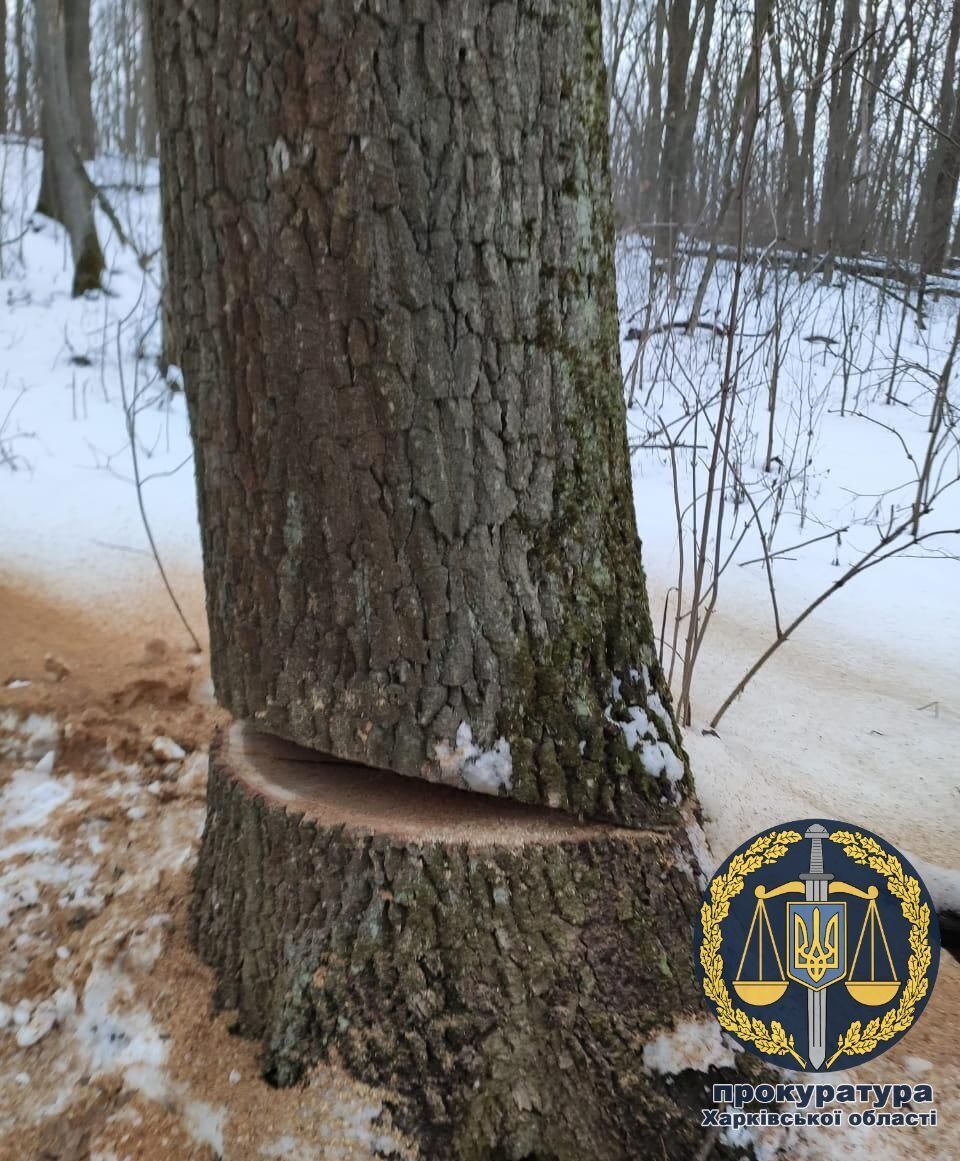 Понад 280 тис. грн. збитків: прокуратура виявила факт незаконної вирубки лісу