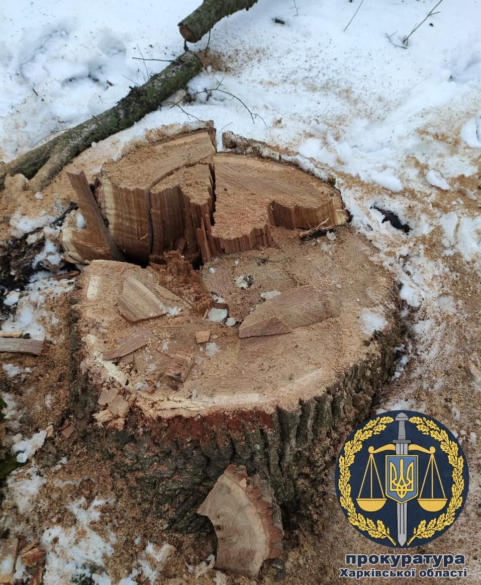 Понад 280 тис. грн. збитків: прокуратура виявила факт незаконної вирубки лісу