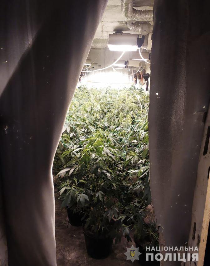 Херсонські поліцейські ліквідували нарколабораторії по вирощуванню елітних сортів марихуани з мільйонними оборудками