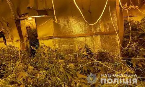 Херсонські поліцейські ліквідували нарколабораторії по вирощуванню елітних сортів марихуани з мільйонними оборудками