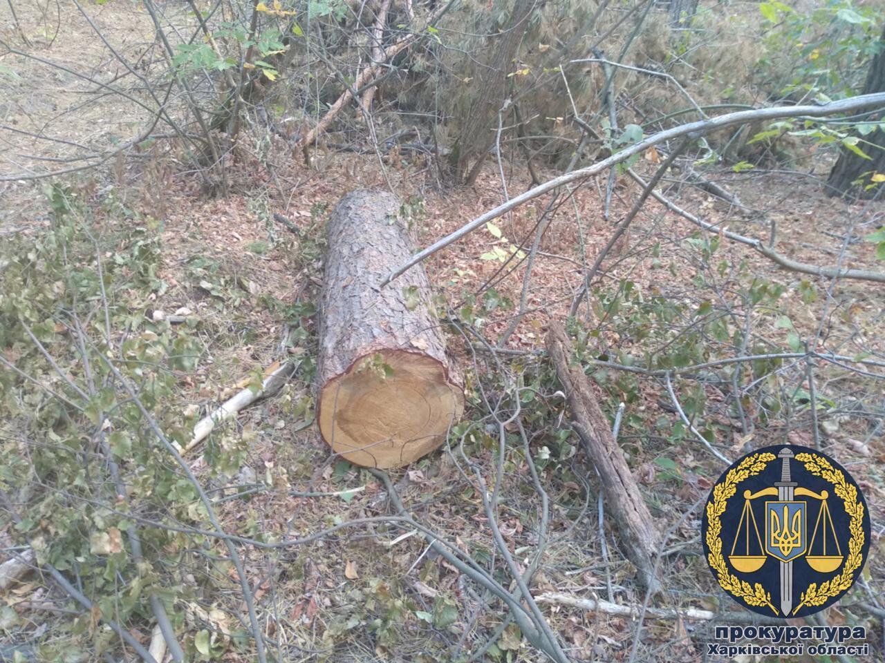 До 3 років ув’язнення засудили чоловіка, який вирубав ліс у Національному природному парку «Слобожанський»