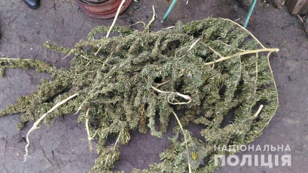 Поліцейські викрили виробництво марихуани в Маріуполі та вилучили наркотик вартістю 300 тисяч гривень