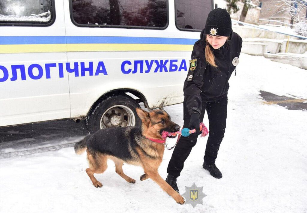 Знайдуть злочинця у натовпі та в лісі: як поліцейські кінологи та їх чотирилапі помічники іспити складали