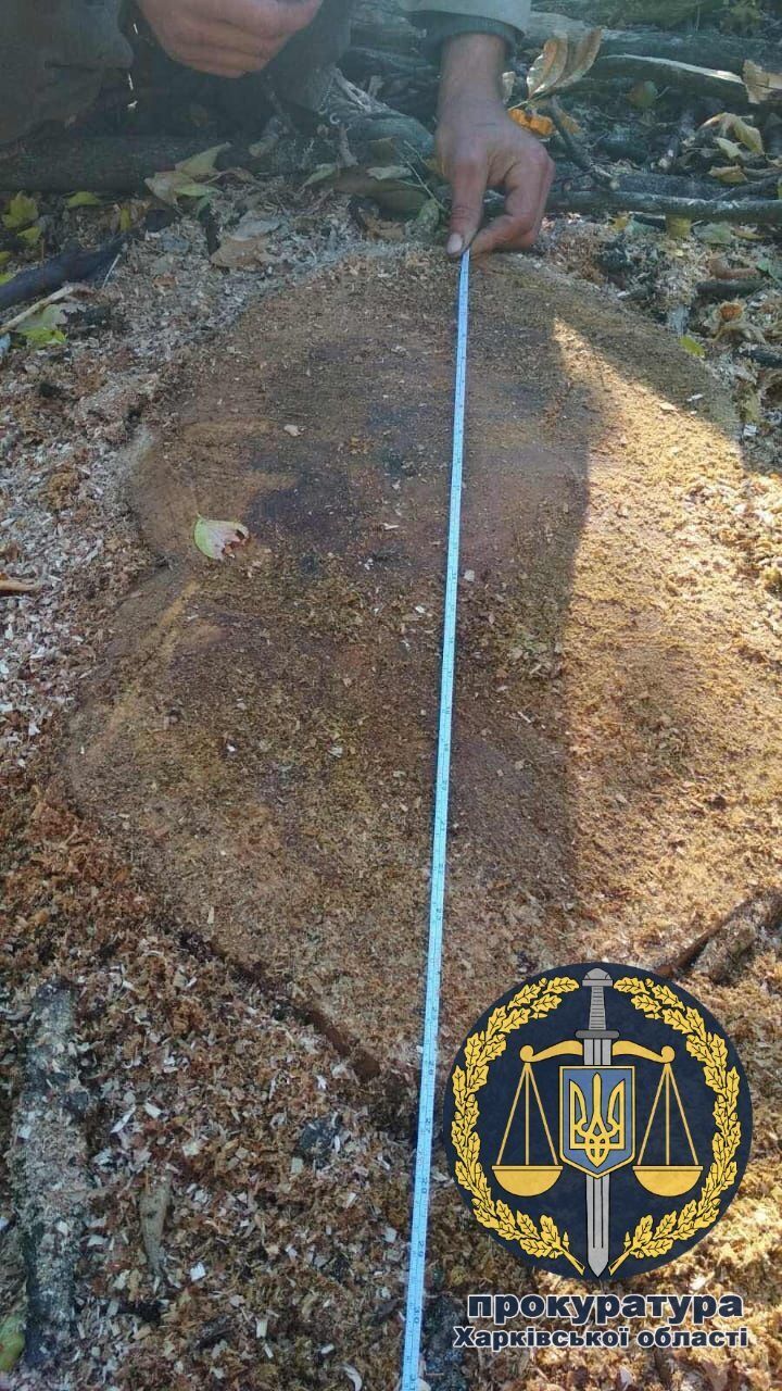 550 тис. грн збитків через незаконну вирубку дерев: чоловіку повідомлено про підозру