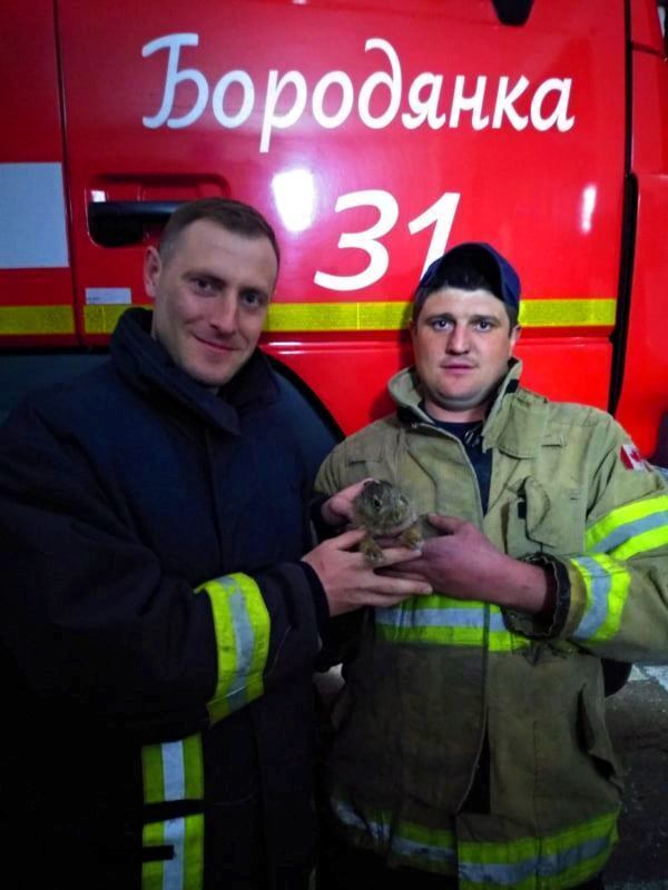 Київська область: бородянські рятувальники впродовж доби ліквідували 11 пожеж та врятували зайченя