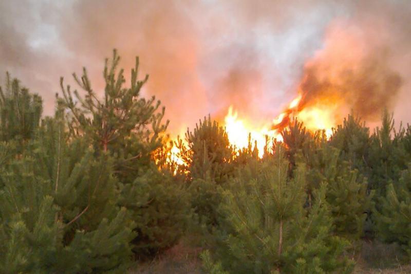 Полтавська область: за минулу добу вогнеборці ліквідували 21 пожежу на відкритій території та 1 лісову пожежу