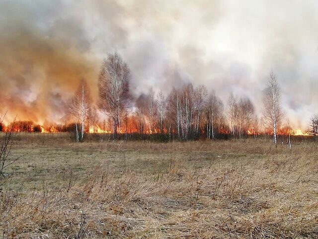 Житомирська область: сухостій не припиняє горіти – за добу 52 пожежі