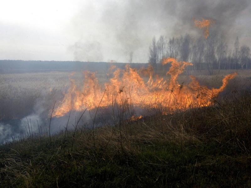 Житомирська область: упродовж минулої доби вогнеборцями області ліквідовано 56 пожеж сухої рослинності та ще 8 – сміття