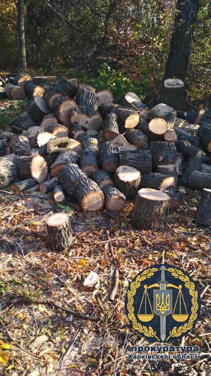 Чоловіку повідомили про підозру за фактом незаконної вирубки дерев, що спричинило 550 тис грн збитків (ФОТО)