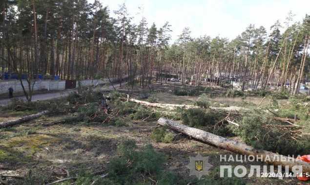 Полиция Киевщины расследует факт незаконной вырубки 60 сосен в Ирпене