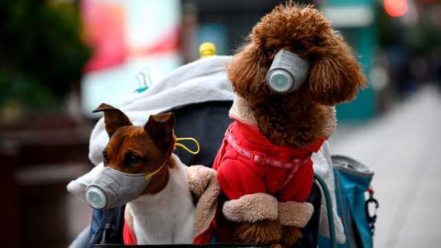 Домашние животные не переносят коронавирус, – глава UAnimals