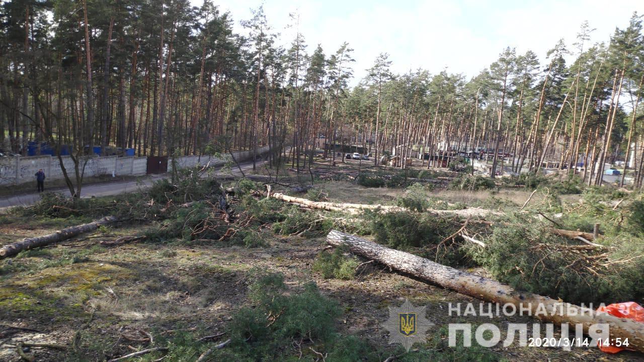 Поліцейські Київщини відкрили кримінальне провадження за фактом незаконної вирубки лісу в Ірпені