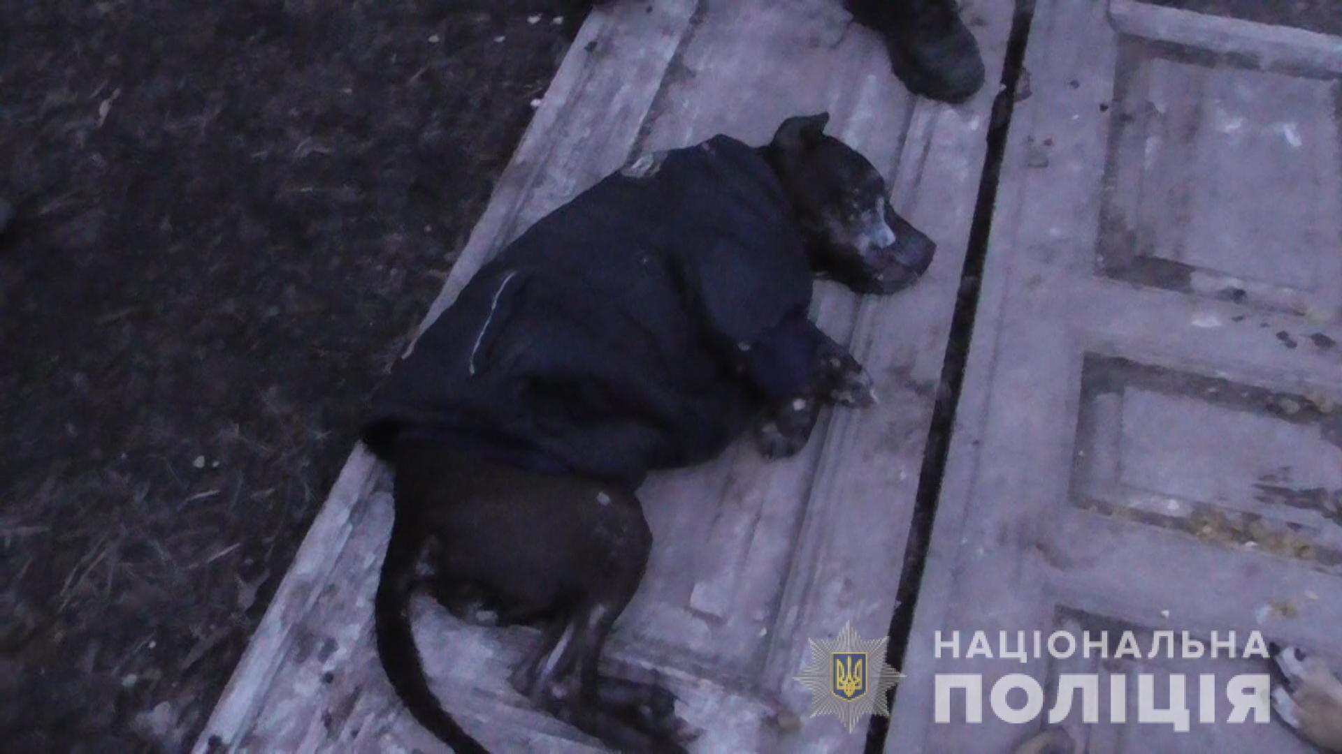 Сумська поліція за фактом жорстокого поводження з тваринами відкрила кримінальне провадження