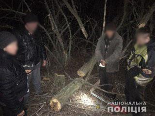 Поліцейські Мангуша викрили «чорних лісорубів»