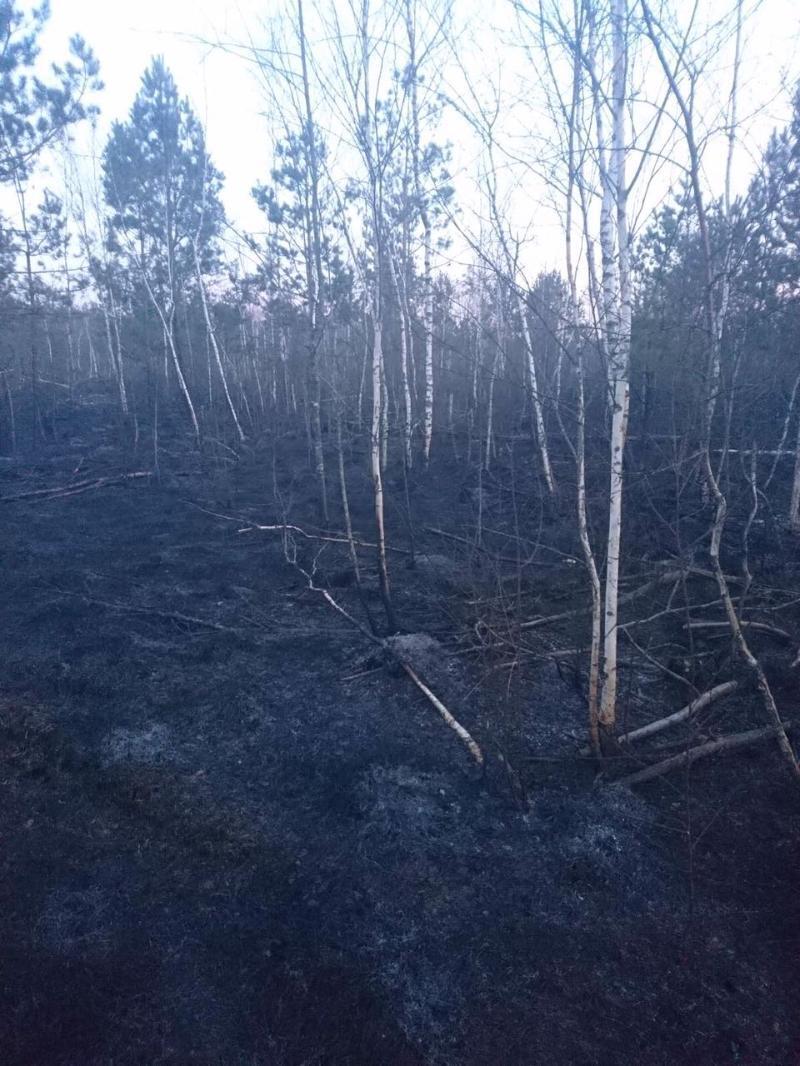 Житомирська область: вогнеборцями ліквідовано два загоряння торфу, на загальній площі 1,1 га