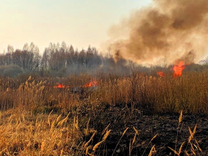 Київська область: рятувальники ліквідували масштабну пожежу в екосистемах (ВІДЕО)