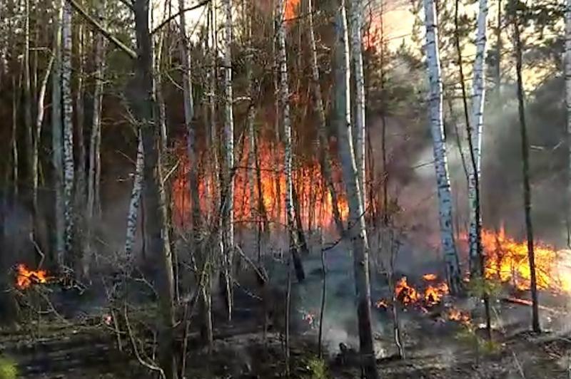 Хмельниччина: вогнеборці ліквідували лісову пожежу на площі 4.6 га