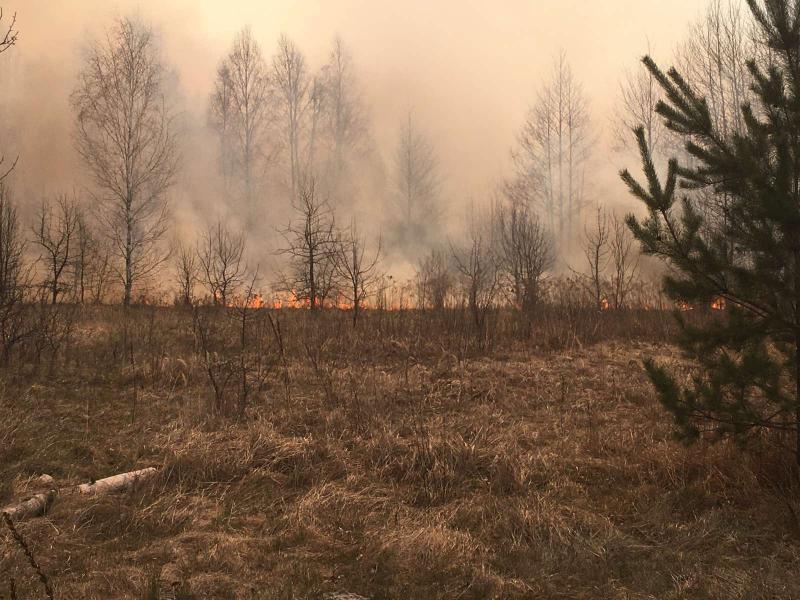 Житомирщина: паліїв, які спричинили масштабні пожежі в області, затримано