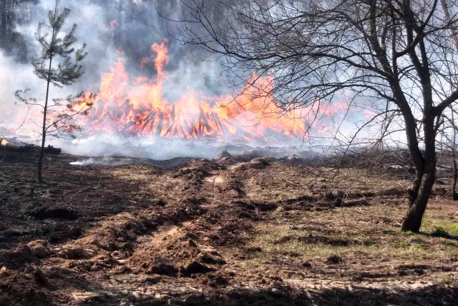 Чернігівська область: рятувальники ліквідували пожежу настилу в лісі та сухої трави