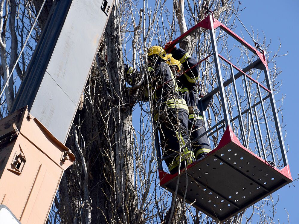 Рятувальники спиляли чотири аварійні тополі на території Миколаївської обласної інфекційної лікарні