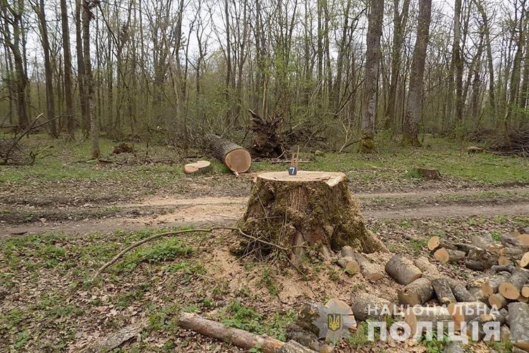 Оперативники Тернопільщини затримали групу чоловіків за вирубку дороговартісного червоного дуба