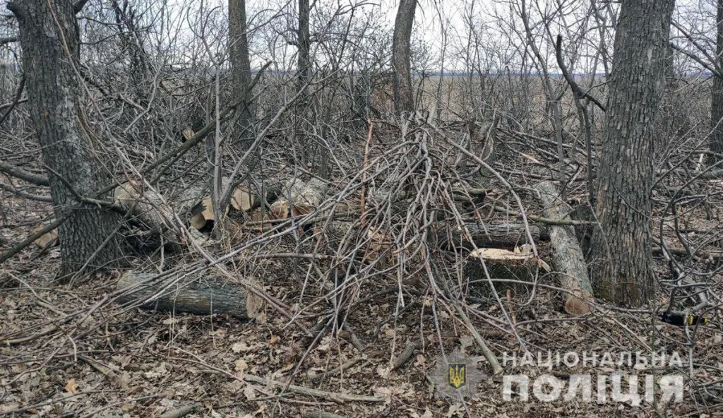 Поліцейські затримали групу «чорних лісорубів», які завдали екосистемі шкоди на суму близько мільйона гривень