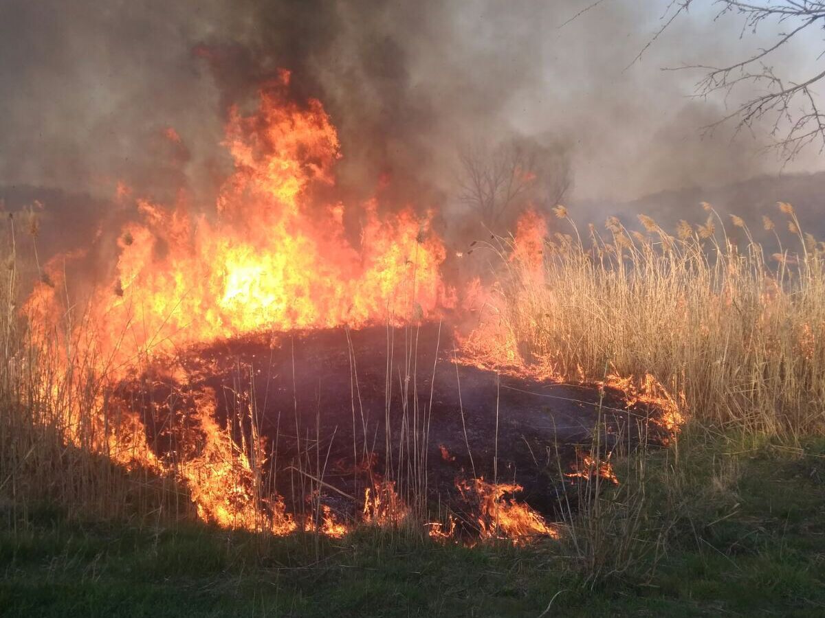Миколаївська область: рятувальники ліквідували пожежу очерету