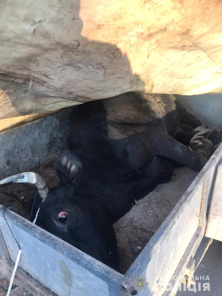 В Ізмаїлі поліцейські затримали місцевого жителя за підозрою у крадіжці корови