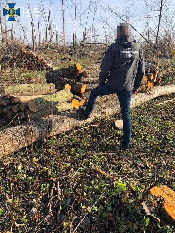 На Житомирщині СБУ викрила посадовця лісгоспу на незаконних вирубках та збуті державної деревини