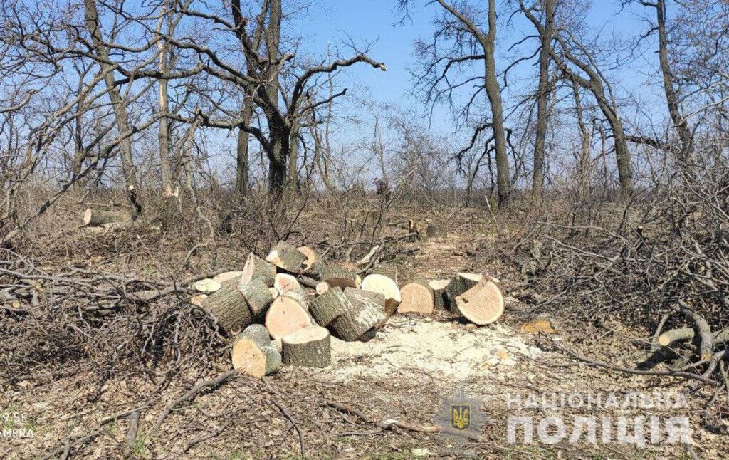 Поліцейські затримали групу «чорних лісорубів», які завдали екосистемі шкоди на суму близько мільйона гривень