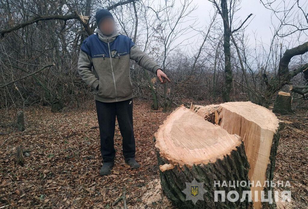 Поліцейські повідомили про підозру чоловіку, який незаконно вирубував лісосмугу у Великоновосілківському районі