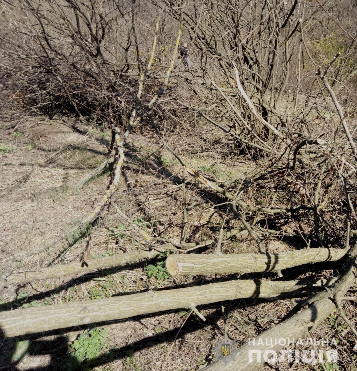 Поліція Київщини повідомила про підозру чоловіку, який займався незаконною вирубкою дерев