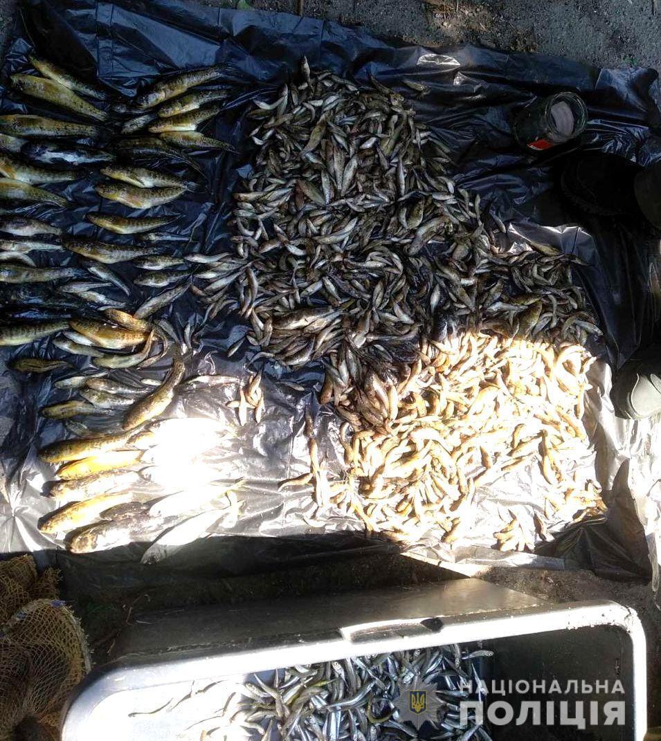 У Скадовському районі поліцейські зупинили автомобіль, водій якого перевозив 40 кг незаконно виловлених креветок та риби